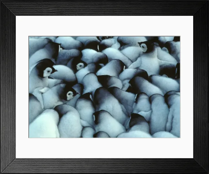 Framed Print : GRB00980. AUS-846. Emperor penguin - chicks huddled for warmth. Framed Print : GRB00980. AUS-846. Emperor penguin - chicks huddled for warmth.