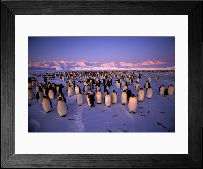 Framed Print : GRB03270. AUS-889. Emperor penguin - colony Framed Print : GRB03270. AUS-889. Emperor penguin - colony