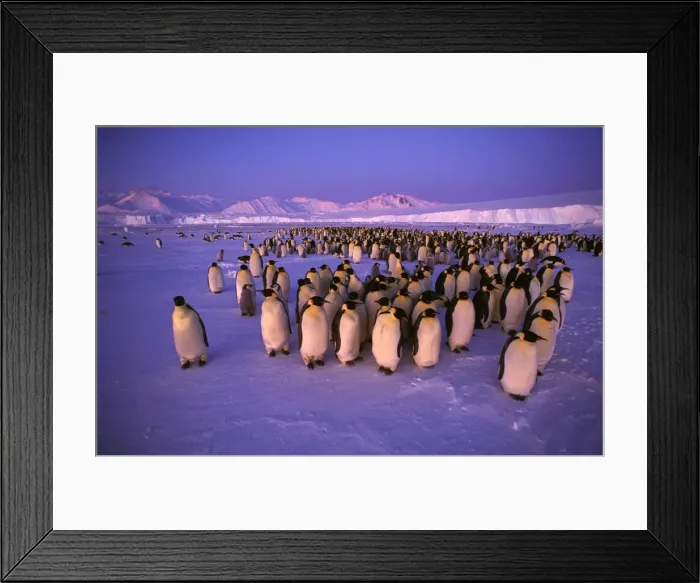 Framed Print : GRB03485. AUS-893. Emperor penguin - colony Framed Print : GRB03485. AUS-893. Emperor penguin - colony