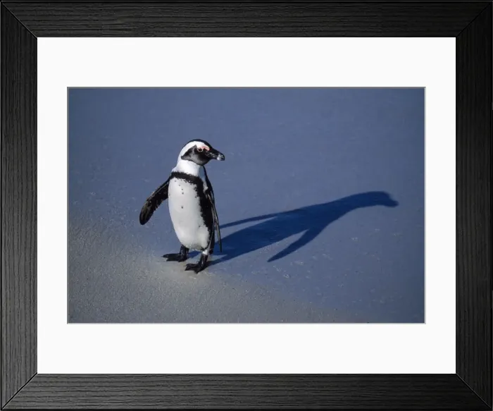 Framed Print : Jackass Penguin South Africa Framed Print : Jackass Penguin South Africa