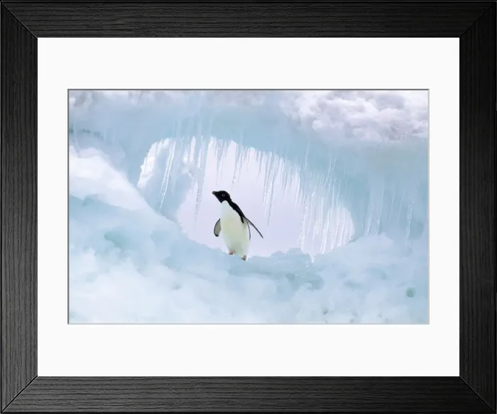 Framed Print : Adelie Penguin Paulet Island, Antarctic Sound Framed Print : Adelie Penguin Paulet Island, Antarctic Sound