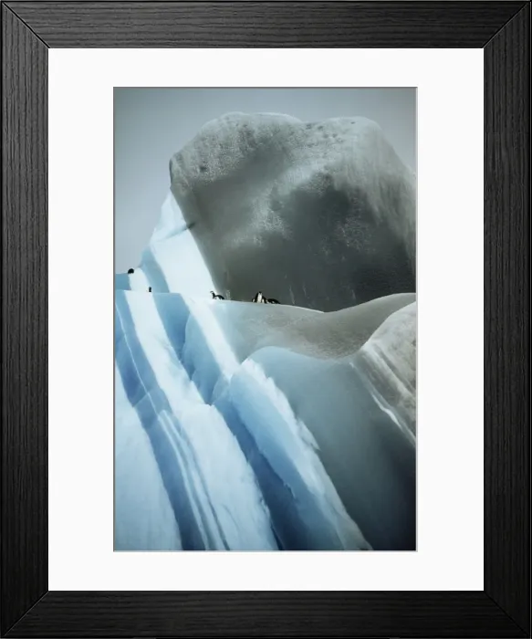Framed Print : Striated Iceberg - Jade to blue with Chinstrap Penguins - Antarctica Framed Print : Striated Iceberg - Jade to blue with Chinstrap Penguins - Antarctica