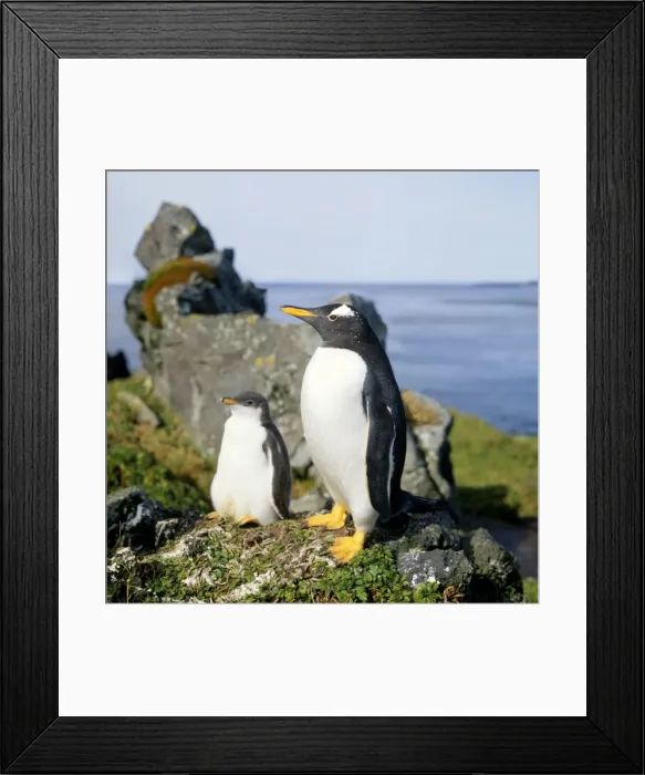Framed Print : Gentoo Penguin - adult & young Digital Manipulation: Straightened horizon Framed Print : Gentoo Penguin - adult & young Digital Manipulation: Straightened horizon