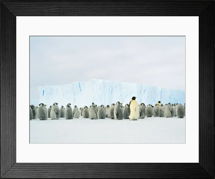 Framed Print : Emperor Penguin - Adult & young in creche Framed Print : Emperor Penguin - Adult & young in creche