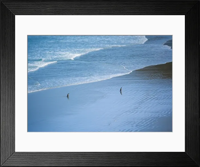 Framed Print : Yellow-eyed Penguin two adults coming ashore at dusk to feed their chicks which are hidden in the coastal vegetation Otago Peninsula, South Island, New Zealand Framed Print : Yellow-eyed Penguin two adults coming ashore at dusk to feed their chicks which are hidden in the coastal vegetation Otago Peninsula, South Island, New Zealand