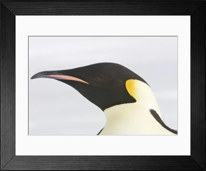 Framed Print : Emperor Penguin - Close-up of head. Snow hill island Antarctica Aptenodytes forsteri Framed Print : Emperor Penguin - Close-up of head. Snow hill island Antarctica Aptenodytes forsteri