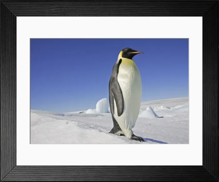 Framed Print : Emperor Penguin - adult. Snow hill island - Antarctica Framed Print : Emperor Penguin - adult. Snow hill island - Antarctica
