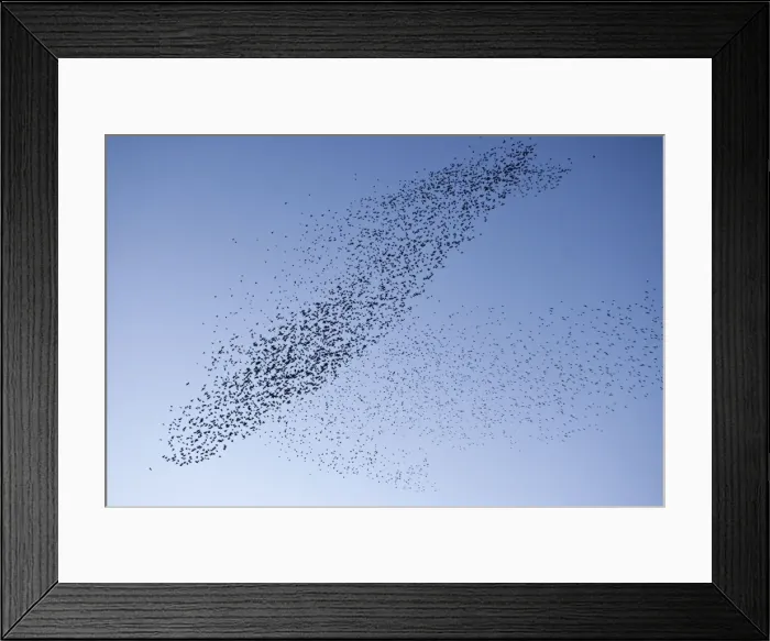 Framed Print : Starlings Mass manouver in the skys above the roosting site Eastbourne, East Sussex, South East England Framed Print : Starlings Mass manouver in the skys above the roosting site Eastbourne, East Sussex, South East England