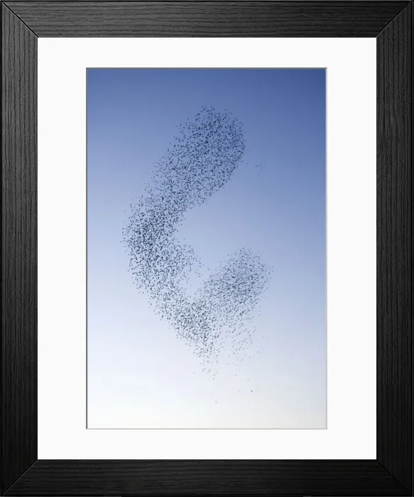 Framed Print : Starlings Shape shifting manoeuvres in the sky Eastbourne, East Sussex, South East England Framed Print : Starlings Shape shifting manoeuvres in the sky Eastbourne, East Sussex, South East England