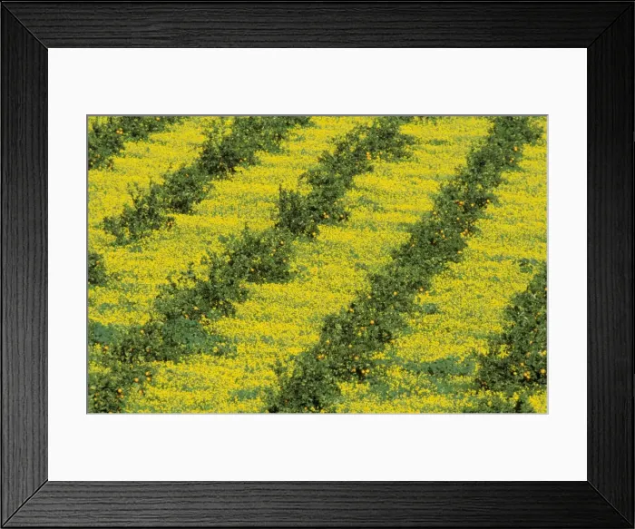 Framed Print : Sweet Orange - Cultivation in the fertile Guadalhorce river valley; together with yellow-flowered annuals; in February. Province of Malaga, Andalucia, Spain