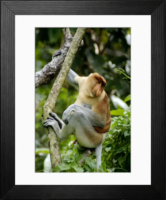 Framed Print : Adult male of Proboscis monkey wakes up reluctantly, waiting for the sun shine in early morning, near Kinabatangan river; typical; Sabah, Borneo, Malaysia; June. Ma39. 3129 Framed Print : Adult male of Proboscis monkey wakes up reluctantly, waiting for the sun shine in early morning, near Kinabatangan river; typical; Sabah, Borneo, Malaysia; June. Ma39. 3129