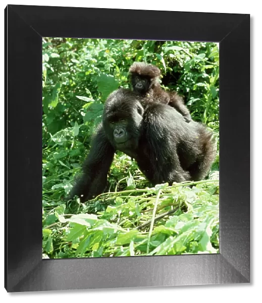 Mountain Gorilla - with young on back