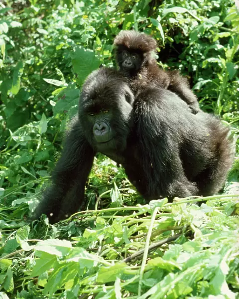 Mountain Gorilla - with young on back