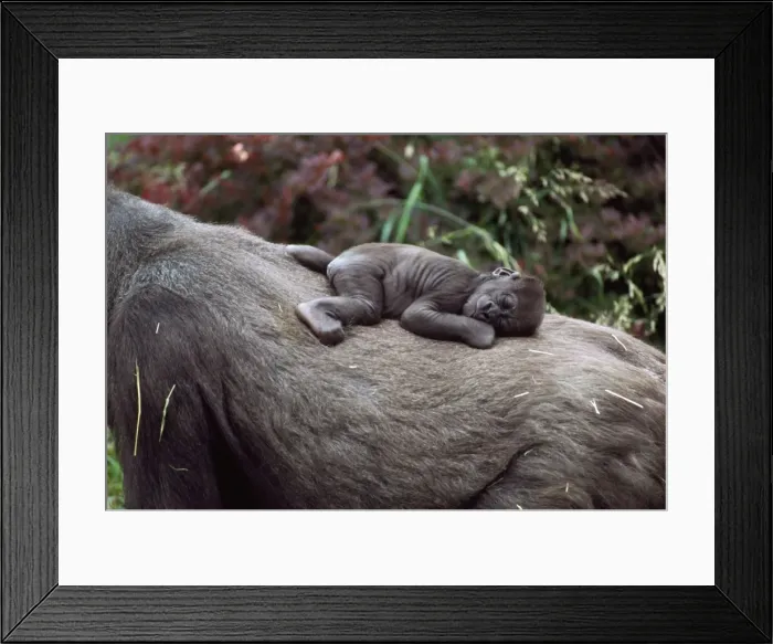 Framed Print : Lowland Gorilla - newborn female on mothers back Framed Print : Lowland Gorilla - newborn female on mothers back