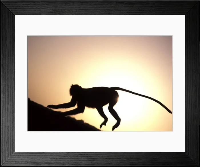 Framed Print : Langur Monkey - Running along walls of Ranthambhore Fort Ranthambhore NP, Rajasthan, India Framed Print : Langur Monkey - Running along walls of Ranthambhore Fort Ranthambhore NP, Rajasthan, India