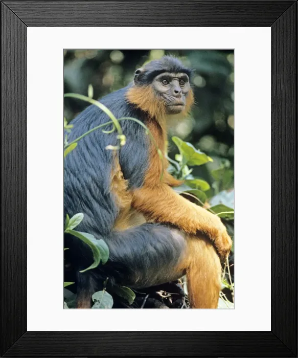 Framed Print : Red Colobus Monkey Framed Print : Red Colobus Monkey