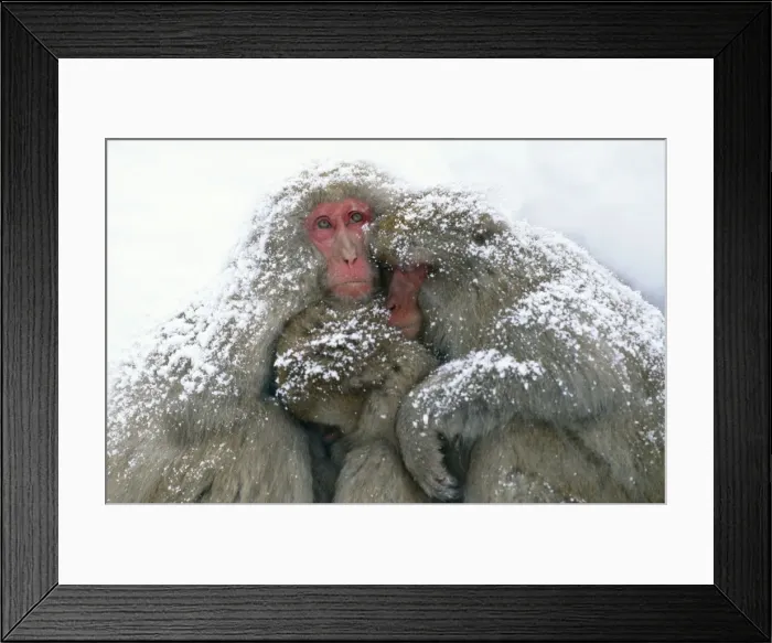 Framed Print : Japanese Macaque Joshinetsu Korgen National Park, Shiga Highlands, Honshu, Japan Framed Print : Japanese Macaque Joshinetsu Korgen National Park, Shiga Highlands, Honshu, Japan