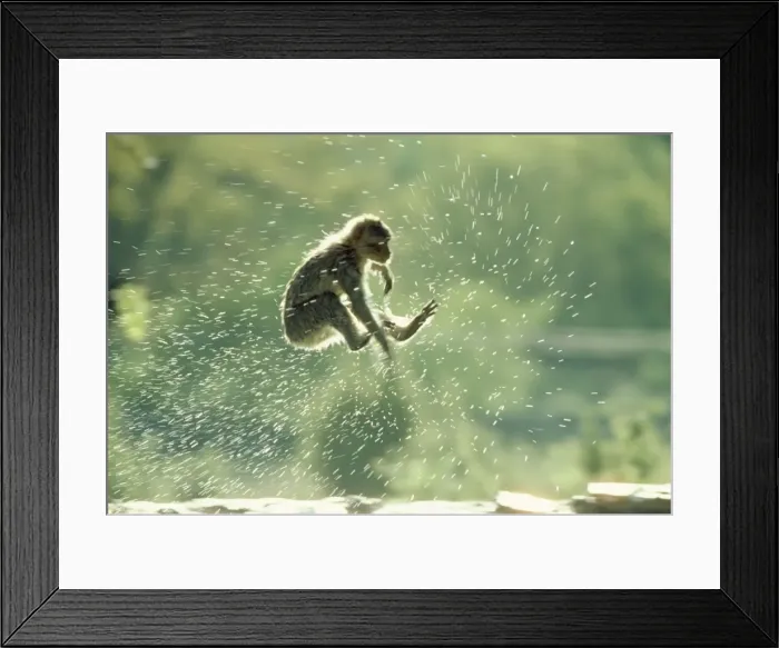 Framed Print : Barbary Ape - jumping into water Framed Print : Barbary Ape - jumping into water