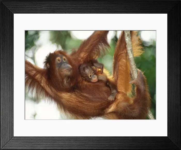 Framed Print : Orang-utan - mother & baby Sabah Borneo Framed Print : Orang-utan - mother & baby Sabah Borneo