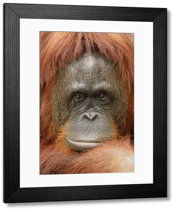 Framed Print : Borneo Orangutan - female. Camp Leaky, Tanjung Puting National Park, Borneo, Indonesia Framed Print : Borneo Orangutan - female. Camp Leaky, Tanjung Puting National Park, Borneo, Indonesia