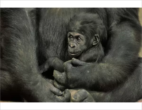 Young Lowland Gorilla 3MP102B