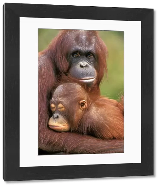 Orangutan - mother with baby 4MP275