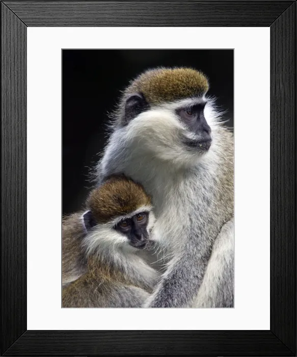 Framed Print : Vervet Monkey - female with baby. Arsi region - Ethiopia Framed Print : Vervet Monkey - female with baby. Arsi region - Ethiopia