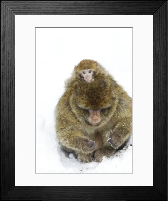 Framed Print : Barbary Macaque / Barbary Ape / Rock Ape - adult and baby. Mountain of Monkeys - Kientzheim - Alsace - France. Calling this species an ape is misleading for though it lacks a tail as do apes it is in fact a macaque Framed Print : Barbary Macaque / Barbary Ape / Rock Ape - adult and baby. Mountain of Monkeys - Kientzheim - Alsace - France. Calling this species an ape is misleading for though it lacks a tail as do apes it is in fact a macaque