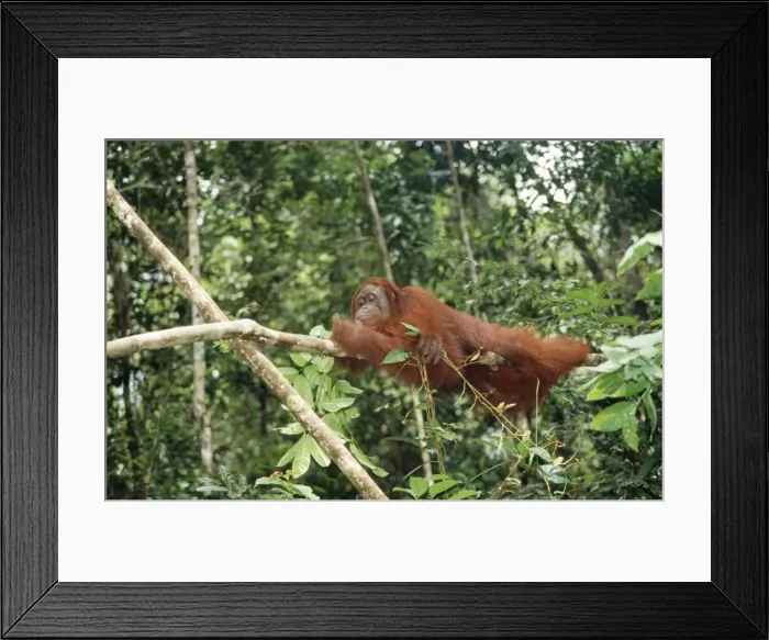 Framed Print : Orang-utan Framed Print : Orang-utan