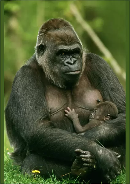 Gorilla With baby