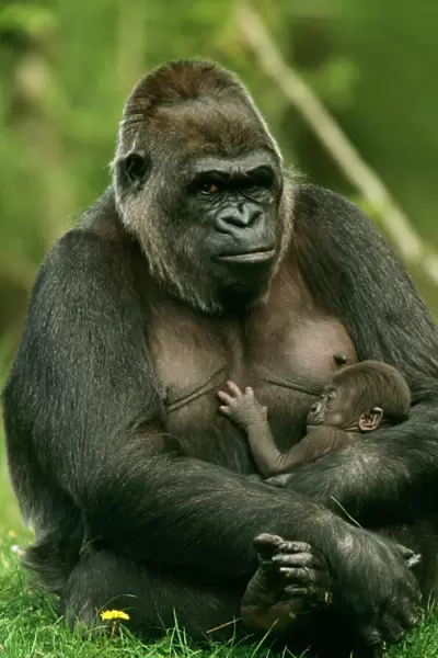 Gorilla With baby