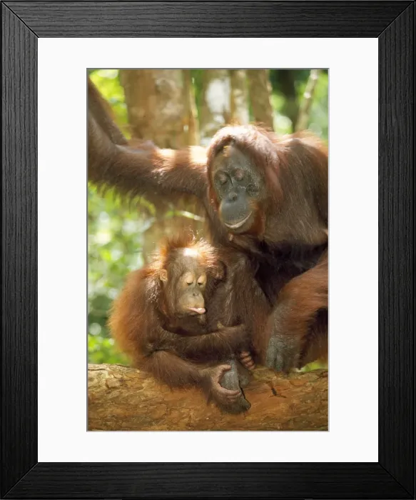Framed Print : Orang-utan - adult & young Framed Print : Orang-utan - adult & young