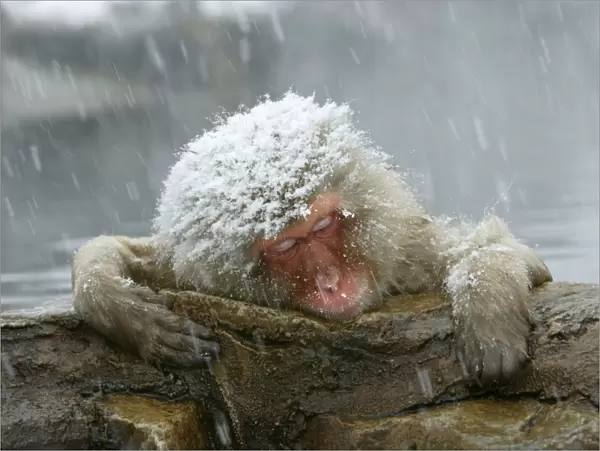 Japanese Macaque Monkey  /  Snow Monkey Relaxing amidst the steam of a hot spring Japan