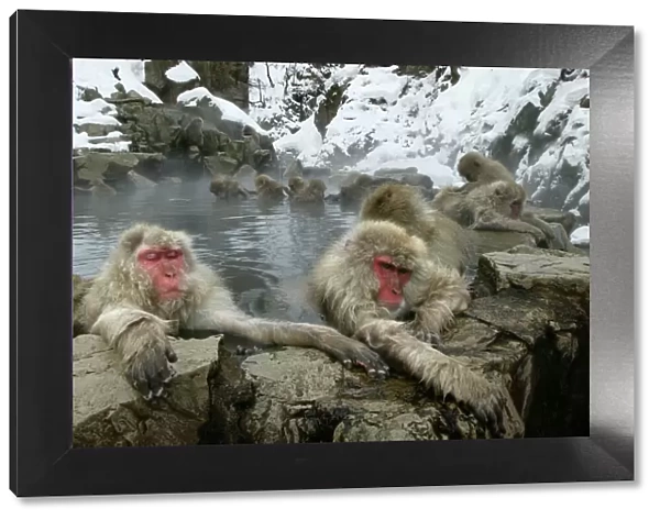 Japanese Macaque Monkeys  /  Snow Monkeys Relaxing and grooming each other amidst the steam of a hot spring Japan