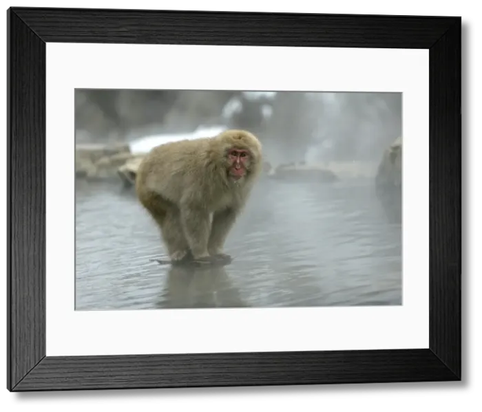 Framed Print : Japanese Macaque Monkey - standing on rock in middle of hot springs. Hokkaido, Japan Framed Print : Japanese Macaque Monkey - standing on rock in middle of hot springs. Hokkaido, Japan