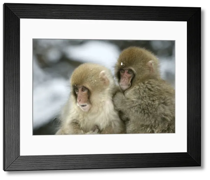 Framed Print : Japanese Macaque Monkey - two young. Hokkaido, Japan Framed Print : Japanese Macaque Monkey - two young. Hokkaido, Japan