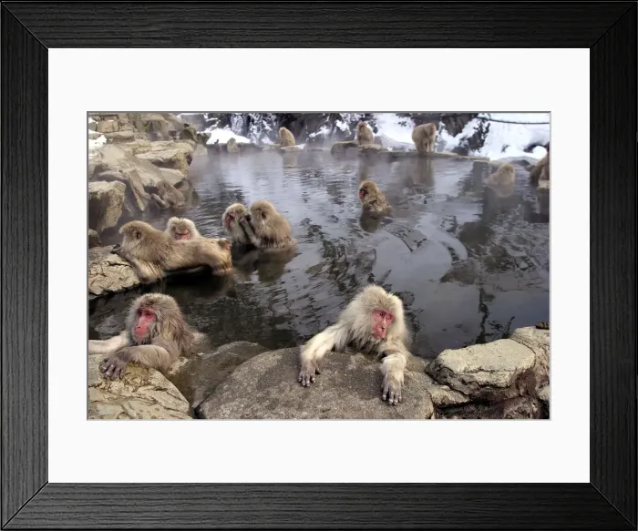 Framed Print : Japanese Macaque Monkeys - relaxing in hot springs. Hokkaido, Japan Framed Print : Japanese Macaque Monkeys - relaxing in hot springs. Hokkaido, Japan
