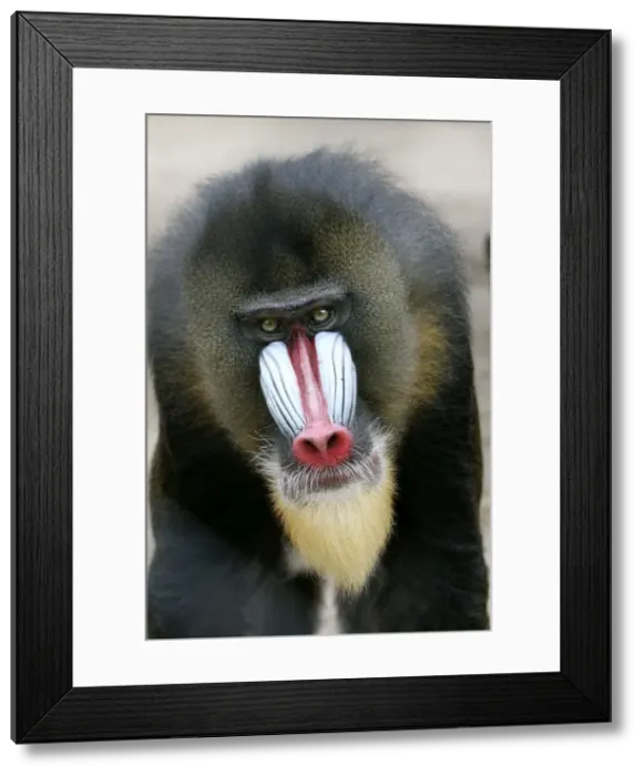 Framed Print : Mandrill - close-up of face Framed Print : Mandrill - close-up of face