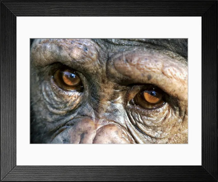 Framed Print : Chimpanzee. Chimfunshi Chimp Reserve. Zambia Framed Print : Chimpanzee. Chimfunshi Chimp Reserve. Zambia