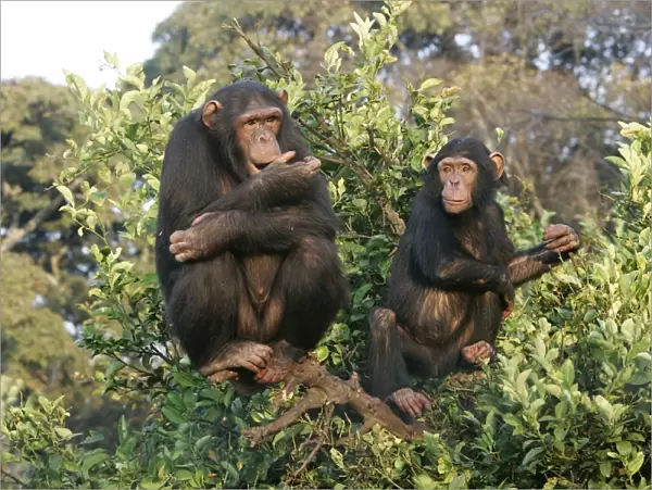 Chimpanzee - two in tree. Chimfunshi Chimp Reserve - Zambia - Africa