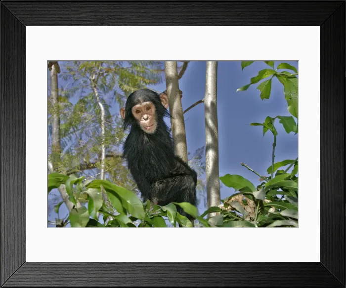 Framed Print : Chimpanzee. Chimfunshi Chimp Reserve. Zambia Framed Print : Chimpanzee. Chimfunshi Chimp Reserve. Zambia