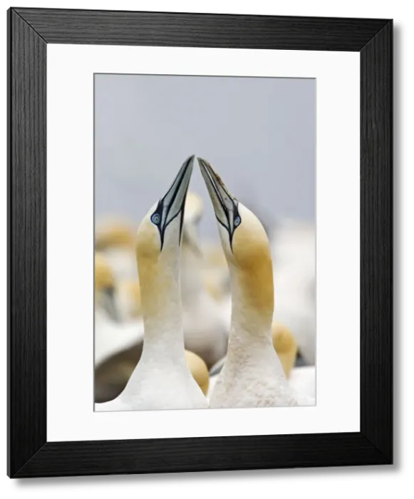 Framed Print : Northern Gannet Framed Print : Northern Gannet