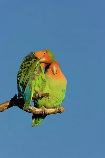 Rosy faced Lovebird - portrait of pair Central Namibia, Africa