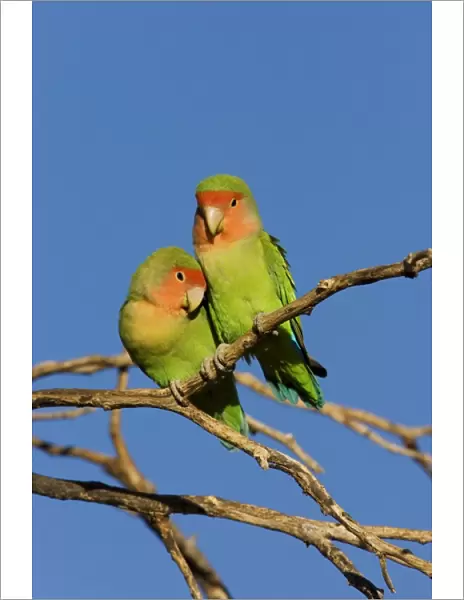 Rosy faced Lovebird Central Namibia, Africa