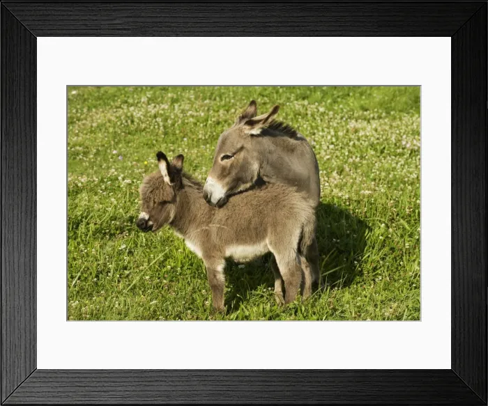 Framed Print : Donkey - with foal standing in meadow Framed Print : Donkey - with foal standing in meadow