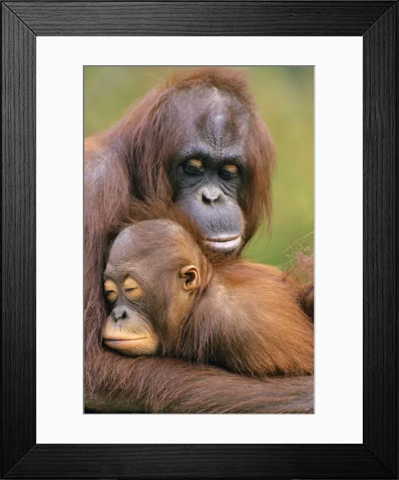 Framed Print : Orangutan - mother with young. 4Mp273 Framed Print : Orangutan - mother with young. 4Mp273