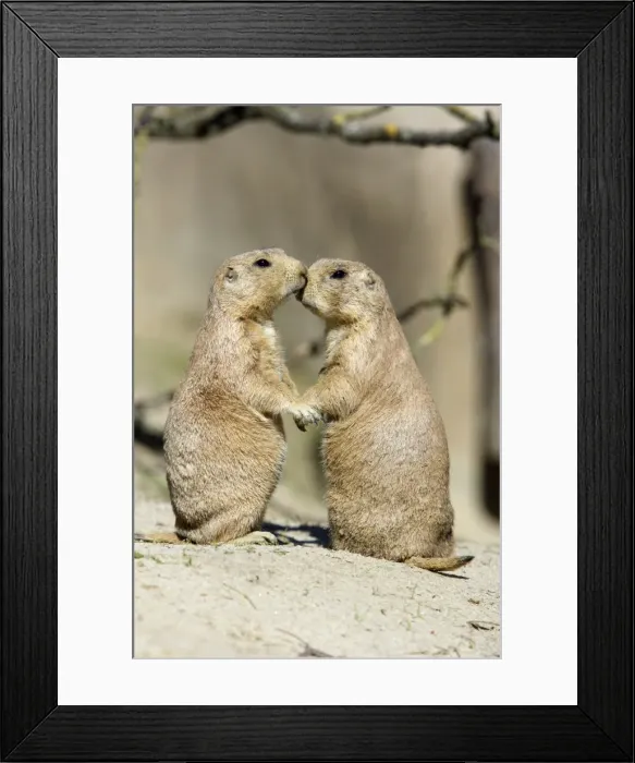 Framed Print : Black-tailed Prairie Dog - pair showing affection behaviour, Emmen, Holland Framed Print : Black-tailed Prairie Dog - pair showing affection behaviour, Emmen, Holland