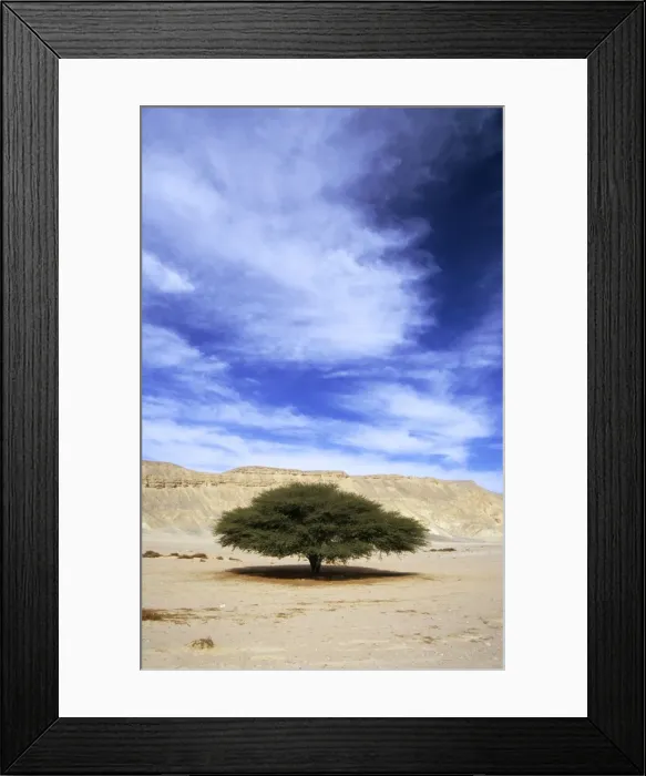 Framed Print : Egypt - Acacia tree in Arabian desert approx. 50 km from Hurghada town (Red Sea shore); typical scene in midday; January Eg39. 0058 Framed Print : Egypt - Acacia tree in Arabian desert approx. 50 km from Hurghada town (Red Sea shore); typical scene in midday; January Eg39. 0058