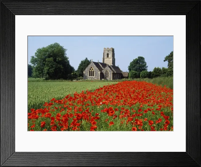 Framed Print : Farming - showing consevation headland & field margin, strips of land lying between the field boundary, which are deliberately managed to create conditions which benefit key farmland species Framed Print : Farming - showing consevation headland & field margin, strips of land lying between the field boundary, which are deliberately managed to create conditions which benefit key farmland species