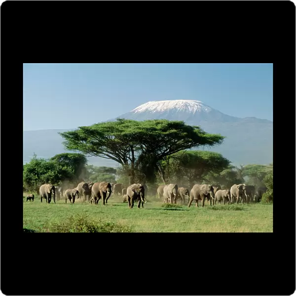 African Elephants - With Mount Kilimanjaro in background Amboseli National Park, Kenya, Africa